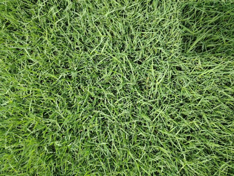 【精选】百慕大草坪优质草种成活率高品质优欢迎来电洽谈