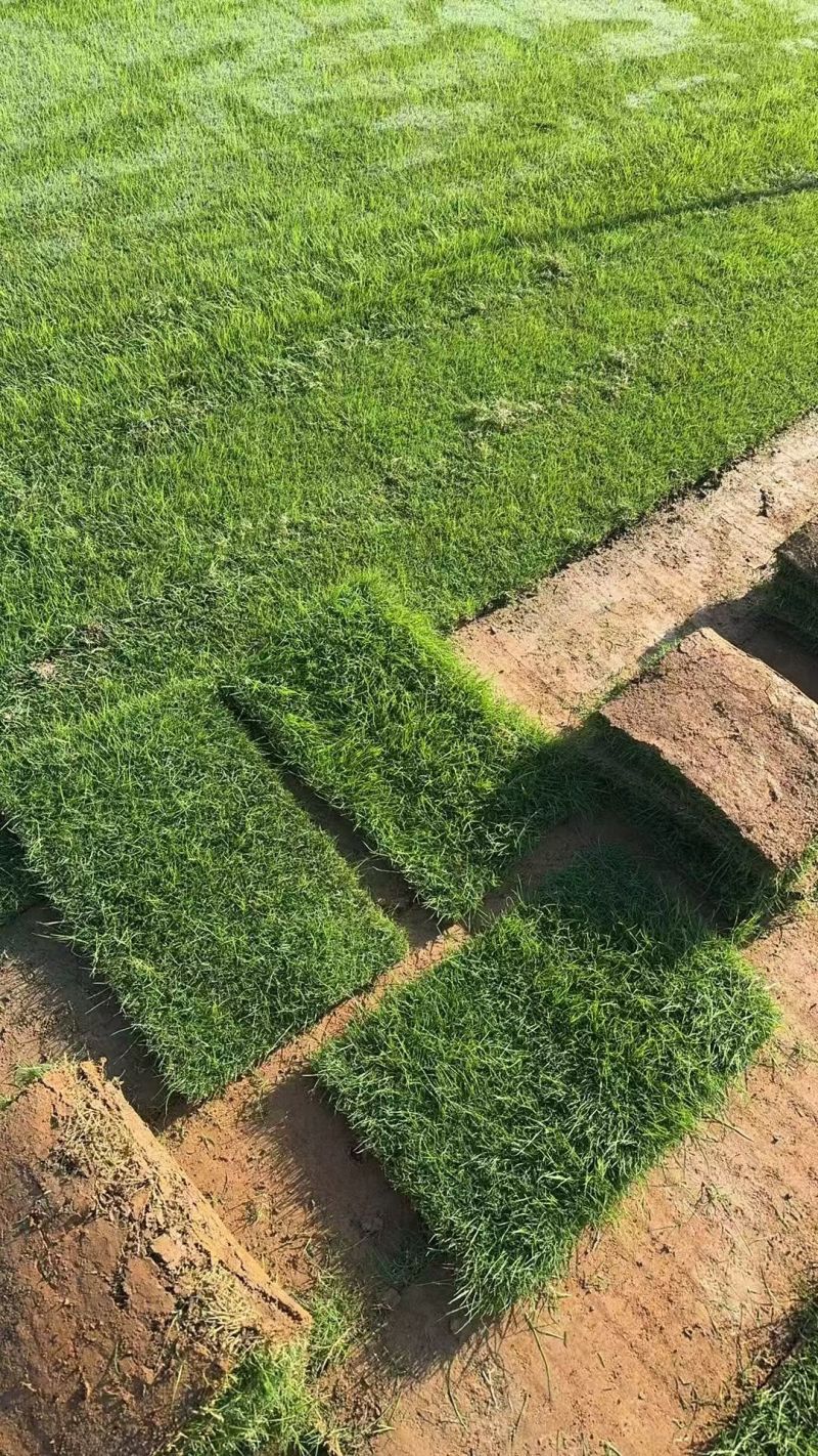 【精选】百慕大草坪优质草种成活率高品质优欢迎来电洽谈