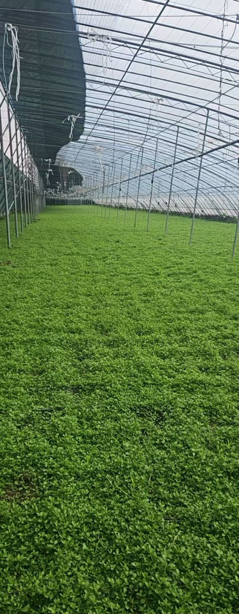 姬岩垂草精选优质草种成活率高品质优欢迎来电洽谈