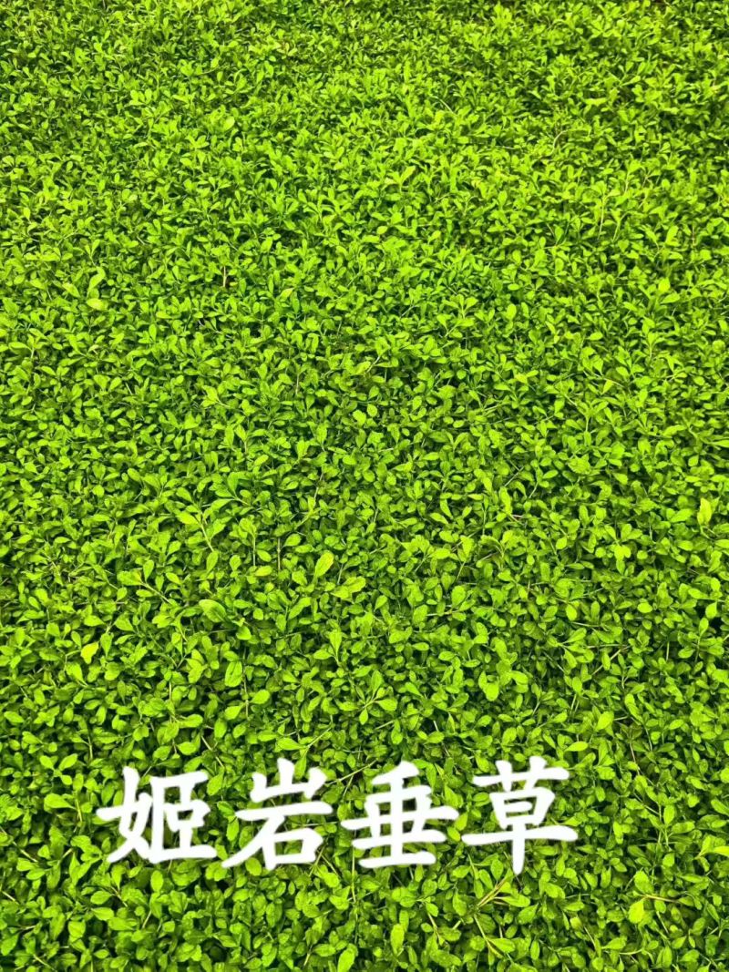 姬岩垂草精选优质草种成活率高品质优欢迎来电洽谈