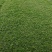 姬岩垂草精选优质草种成活率高品质优欢迎来电洽谈