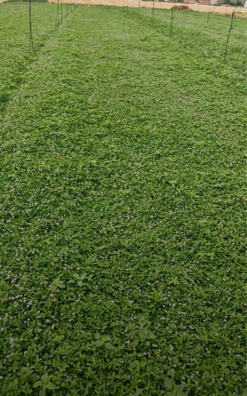 姬岩垂草精选优质草种成活率高品质优欢迎来电洽谈