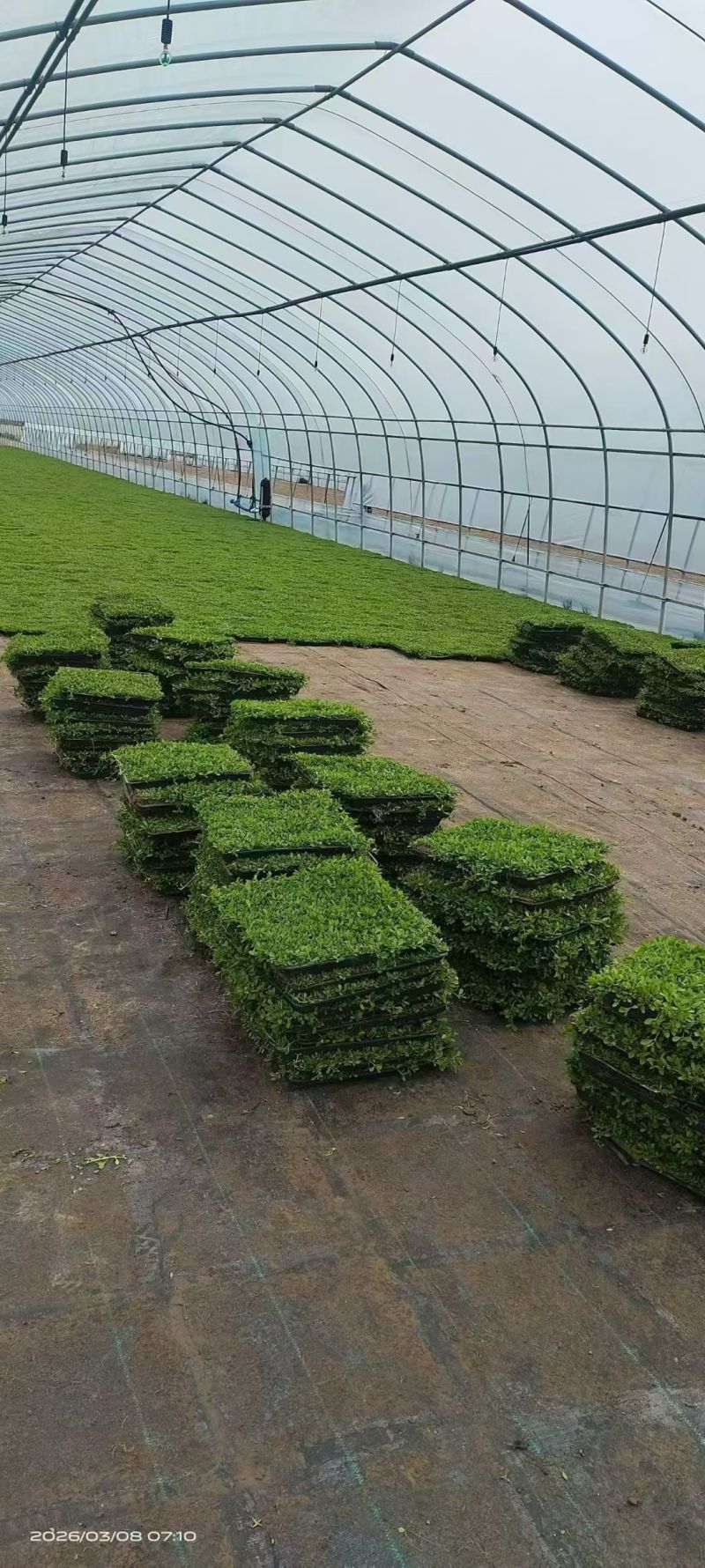 姬岩垂草精选优质草种成活率高品质优欢迎来电洽谈