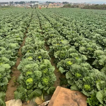 云南精品货秋绿大量上市，有需要的联系