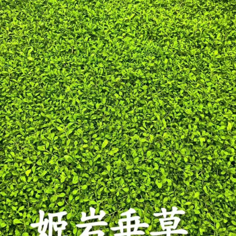 姬岩垂草精选优质草种成活率高品质优欢迎来电洽谈