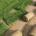 【果岭草】优质草坪种植基地现货现发品质好价格低