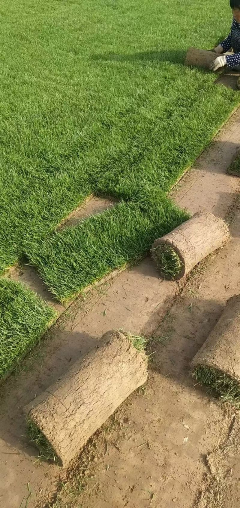【果岭草】优质草坪种植基地现货现发品质好价格低