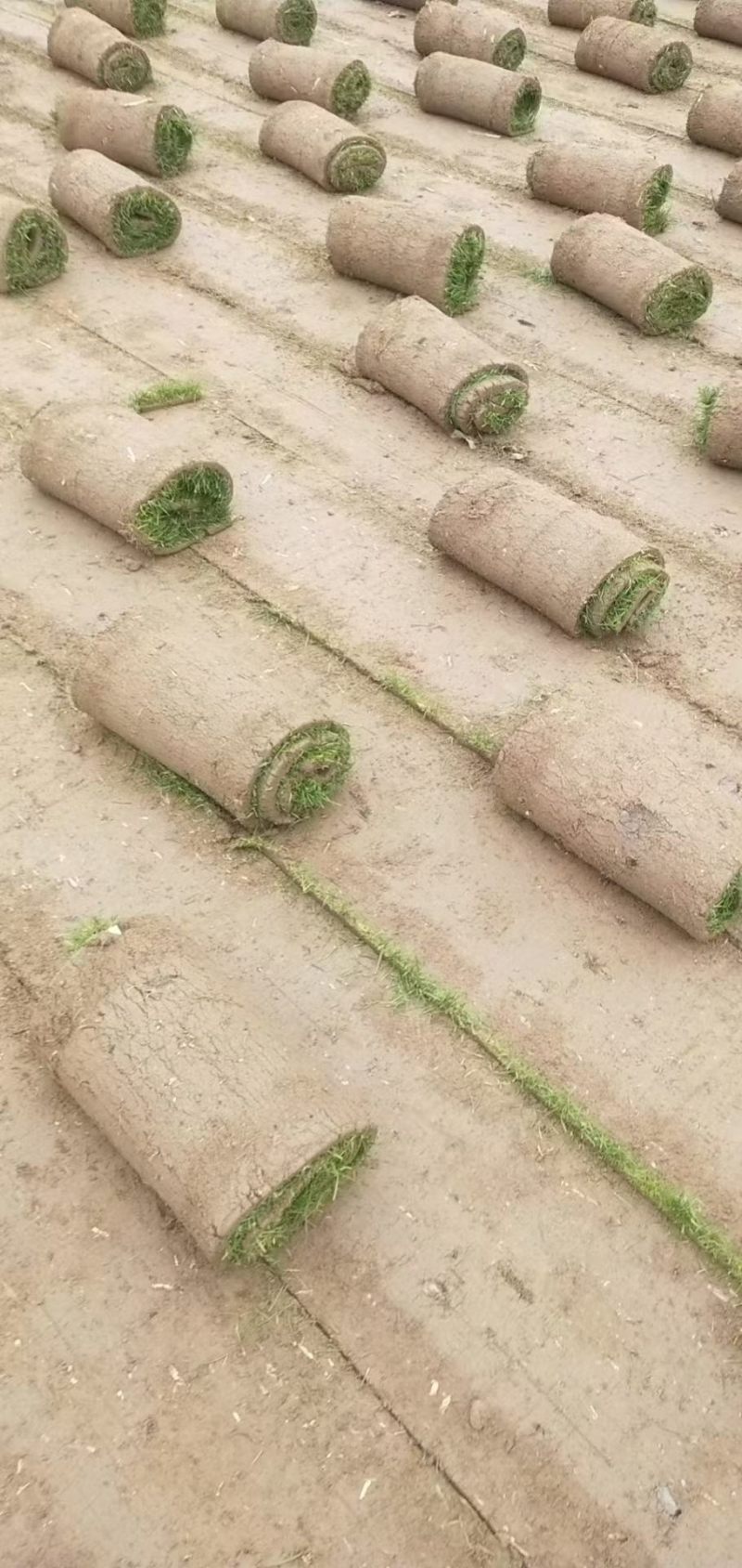【果岭草】优质草坪种植基地现货现发品质好价格低