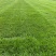 【果岭草】优质草坪种植基地现货现发品质好价格低