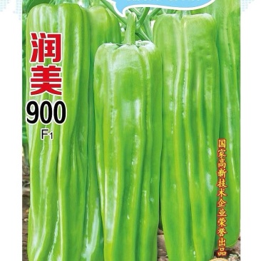 辣椒种子润美900粗长大黄皮泡椒挂果多品质好产量高
