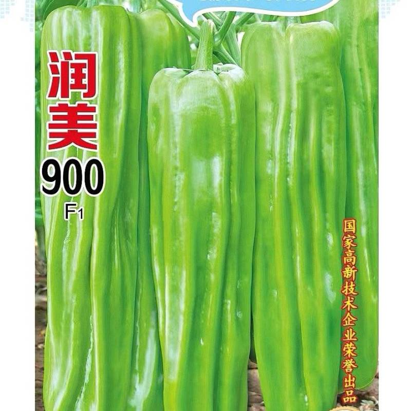 辣椒种子润美900粗长大黄皮泡椒挂果多品质好产量高
