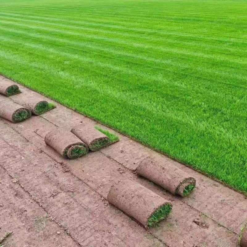 【果岭草】优质草坪种植基地现货现发品质好价格低