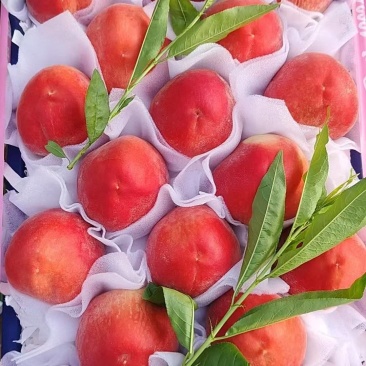 突围桃大量上市中对接各大市场超市电商平台茶饮工厂用果