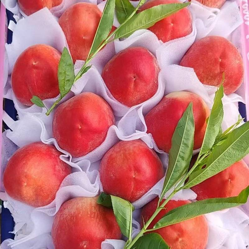 突围桃大量上市中对接各大市场超市电商平台茶饮工厂用果