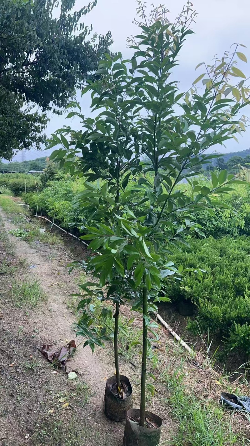 阴香原生苗，普宁苗木基地，2-3公分，高度2米，大量供应