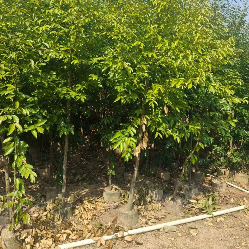 阴香原生苗，普宁苗木基地，2-3公分，高度2米，大量供应