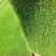 优质马尼拉草坪种植基地现货现发品质好价格低