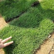 优质马尼拉草坪种植基地现货现发品质好价格低