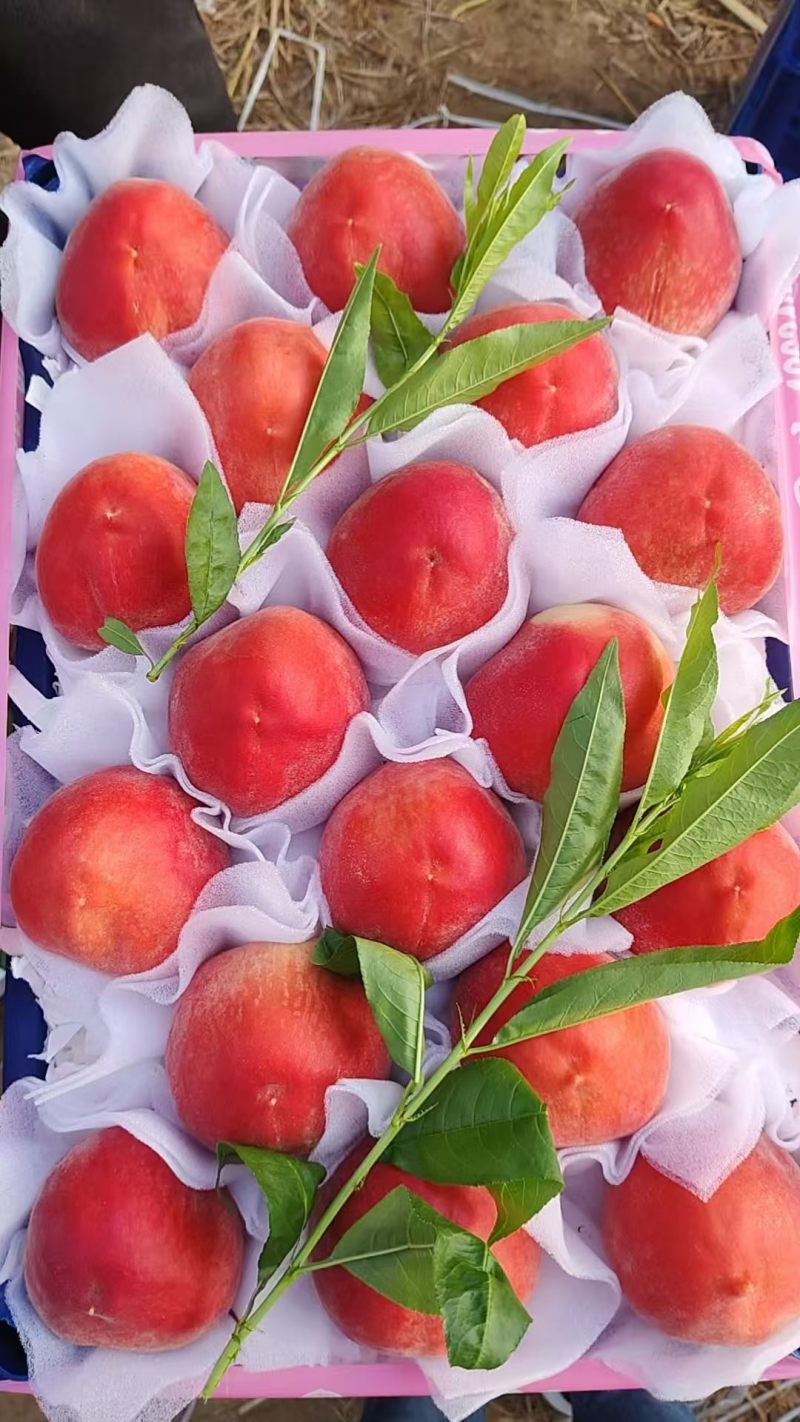 突围桃大量上市中对接各大市场超市电商平台茶饮工厂用果