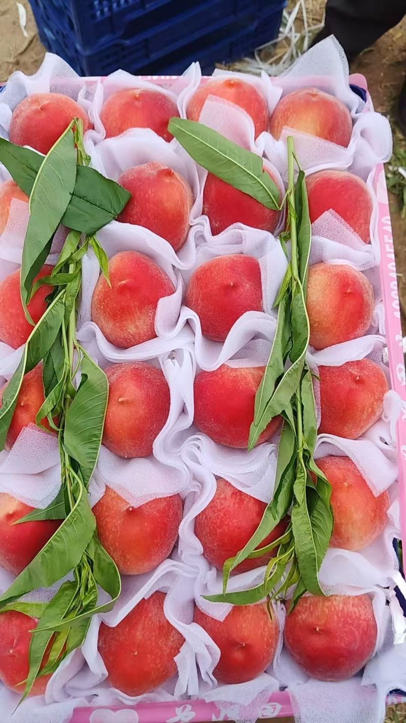 突围桃大量上市中对接各大市场超市电商平台茶饮工厂用果