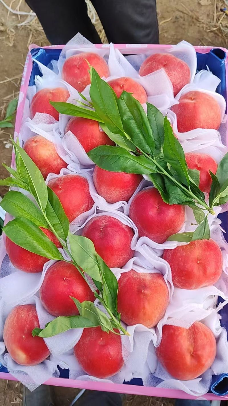突围桃大量上市中对接各大市场超市电商平台茶饮工厂用果