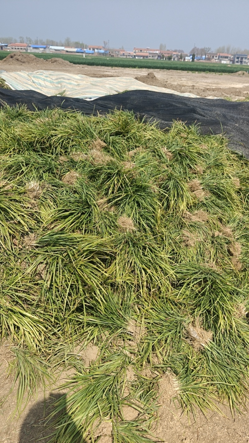 鲜麦冬苗山麦冬草批发