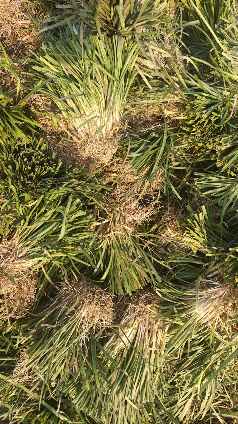 鲜麦冬苗山麦冬草批发