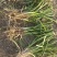 鲜麦冬苗山麦冬草批发