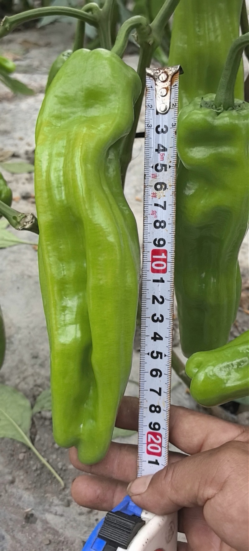 辣椒种子润美900粗长大黄皮泡椒挂果多品质好产量高