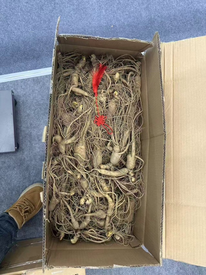 长白山林下参人参规格齐全量大质优价格优惠欢迎采购咨询