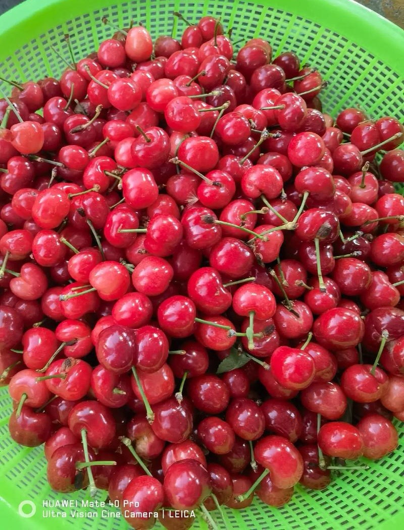 【一件代发】红灯樱桃/山东樱桃/对接电商平台～团购～商超