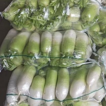 南韩青萝卜，宁夏产地直发，量大从优，欢迎老板视频看货