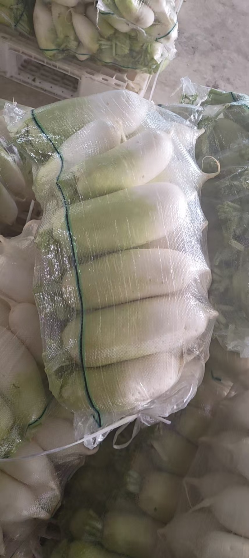 南韩青萝卜，宁夏产地直发，量大从优，欢迎老板视频看货