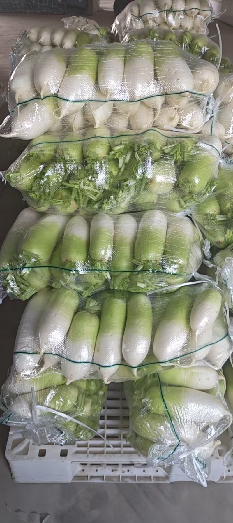南韩青萝卜，宁夏产地直发，量大从优，欢迎老板视频看货