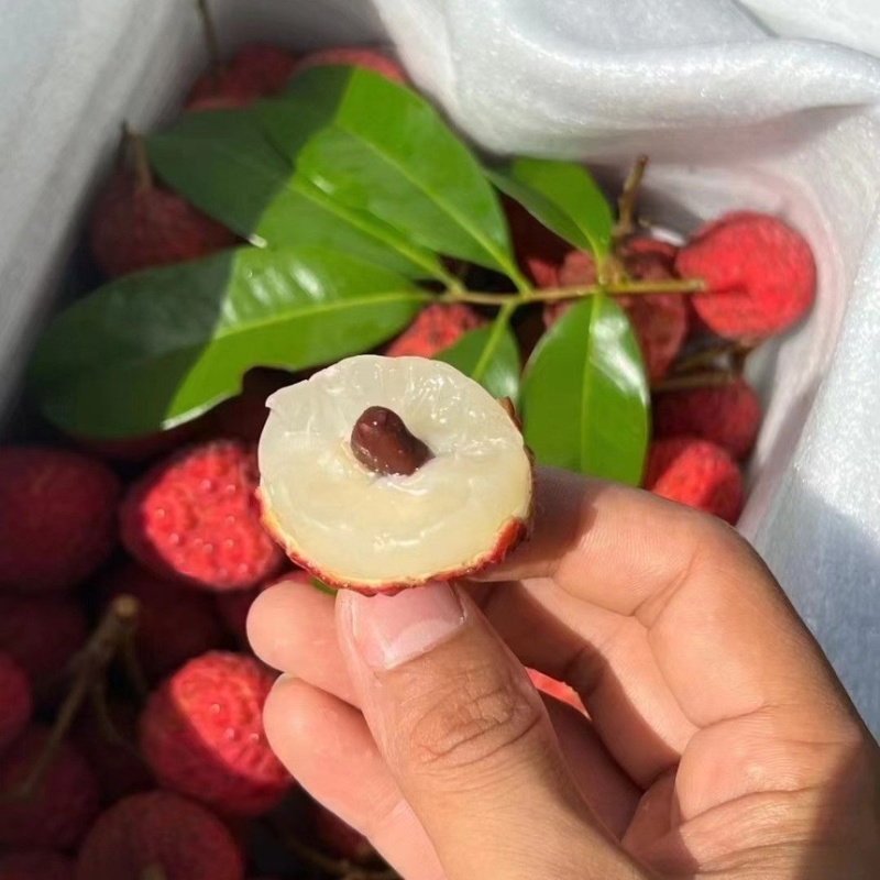 白糖罂荔枝广东荔枝茂名高州产地直发全国发货
