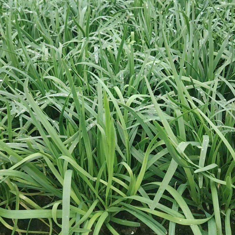 江苏精品韭菜基地品质保证对接各地市场食品厂可以寄样品