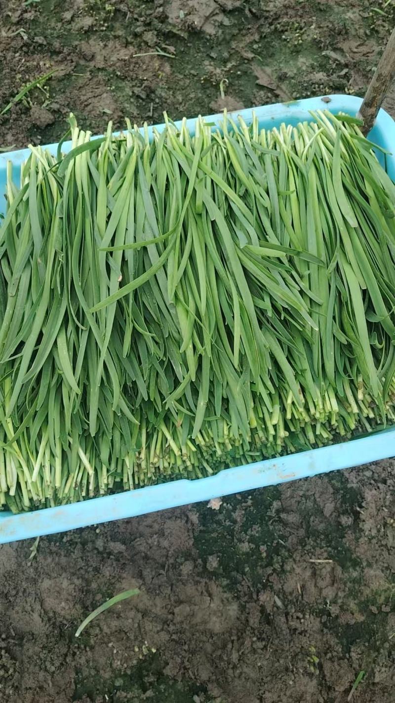 江苏精品韭菜基地品质保证对接各地市场食品厂可以寄样品