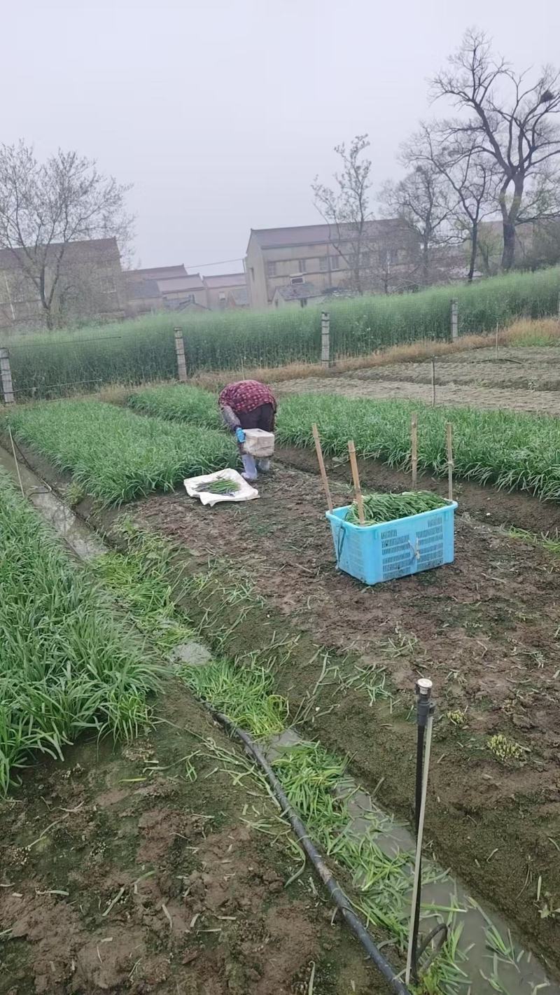 江苏精品韭菜基地品质保证对接各地市场食品厂可以寄样品