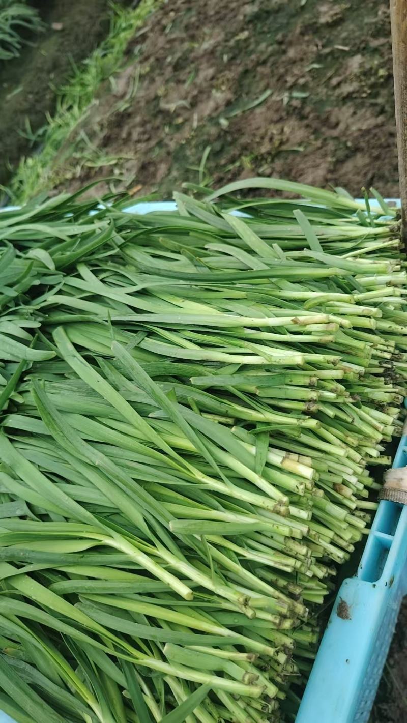 江苏精品韭菜基地品质保证对接各地市场食品厂可以寄样品