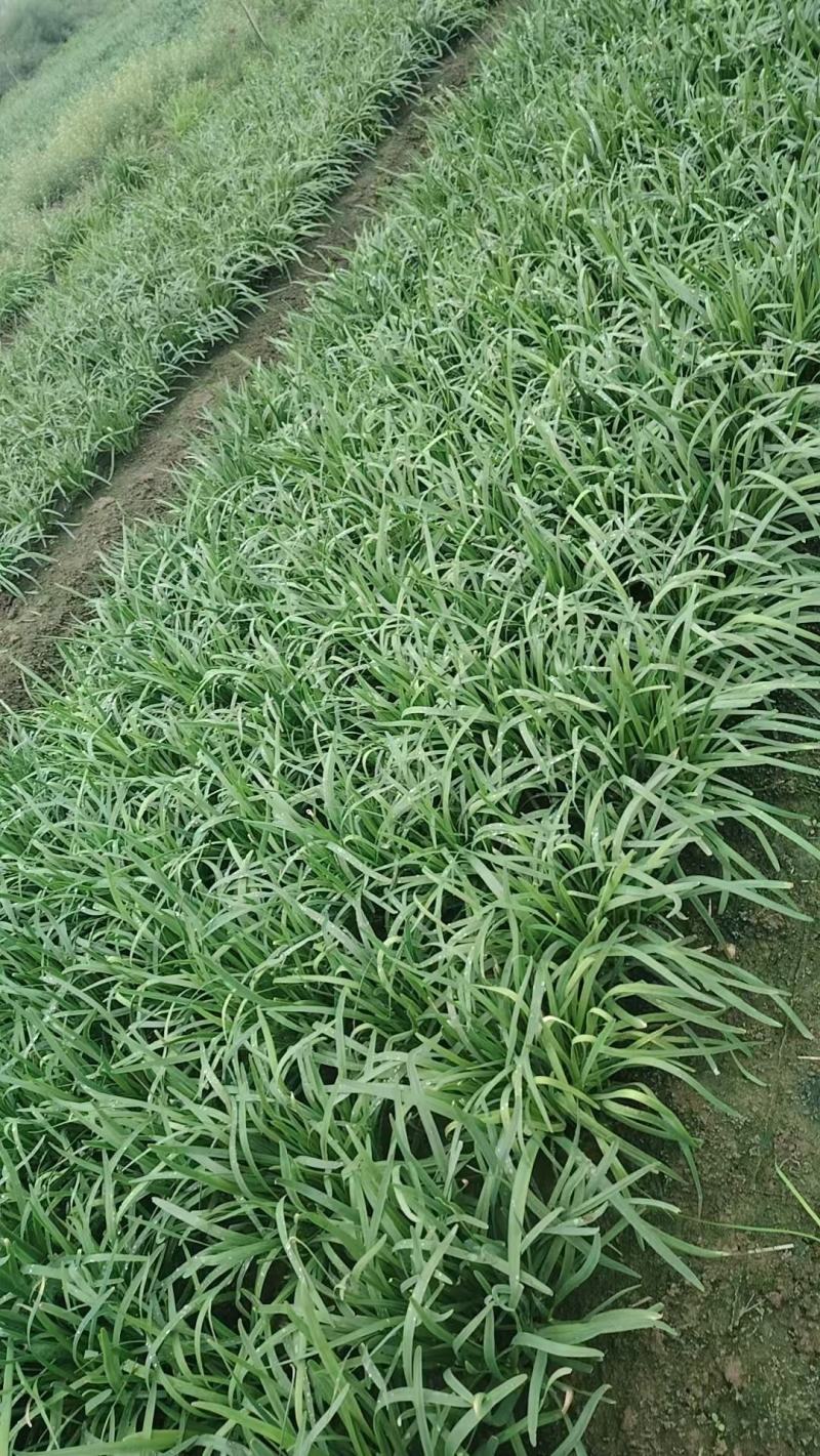 江苏精品韭菜基地品质保证对接各地市场食品厂可以寄样品