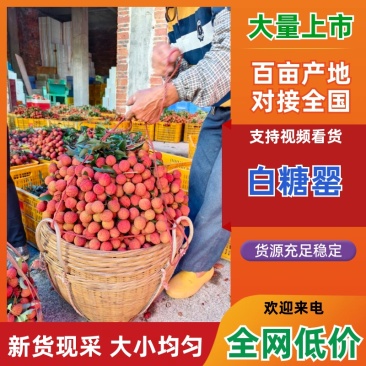 白糖罂荔枝广东荔枝茂名高州产地直发全国发货