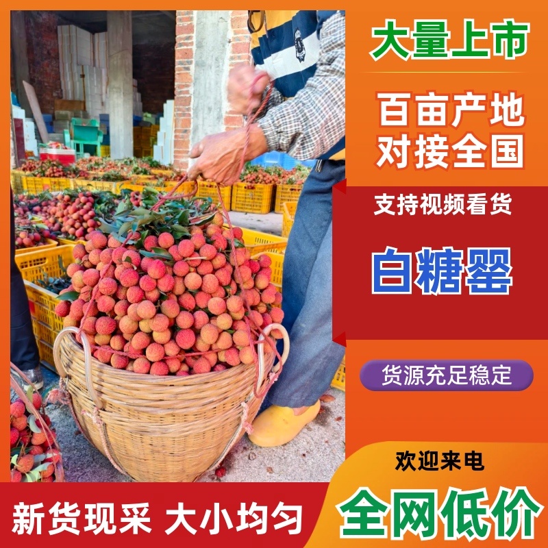 白糖罂荔枝广东荔枝茂名高州产地直发全国发货