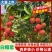 白糖罂荔枝广东荔枝茂名高州产地直发全国发货