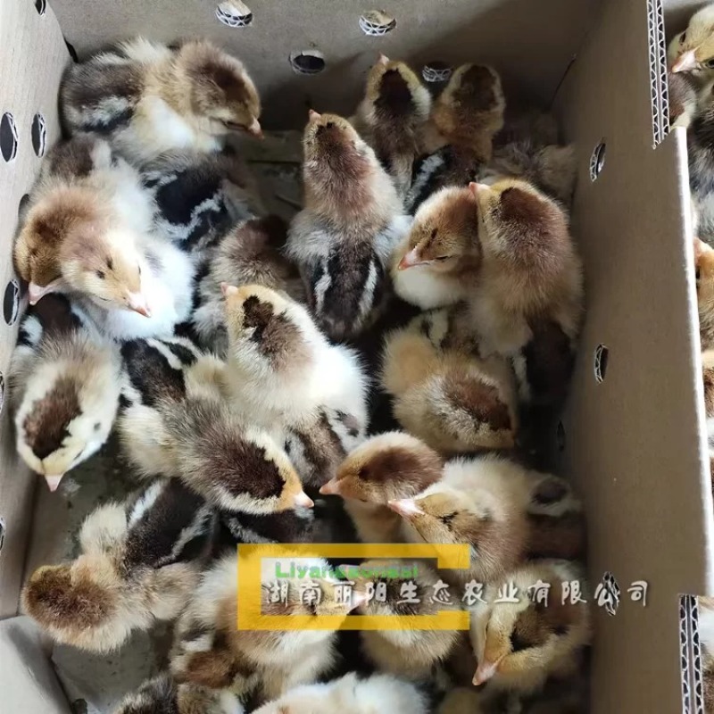 k901鸡苗/996鸡苗/快大型麻鸡苗/882鸡苗