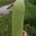 绿皮西葫芦
