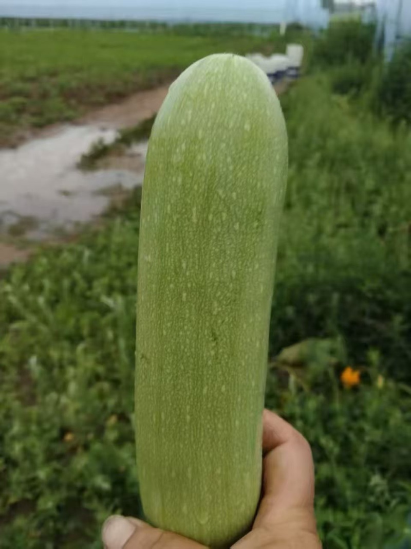 绿皮西葫芦