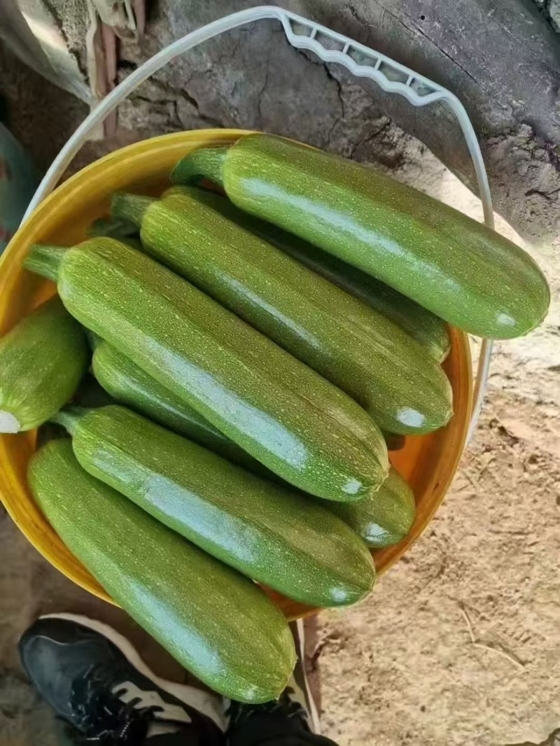 绿皮西葫芦
