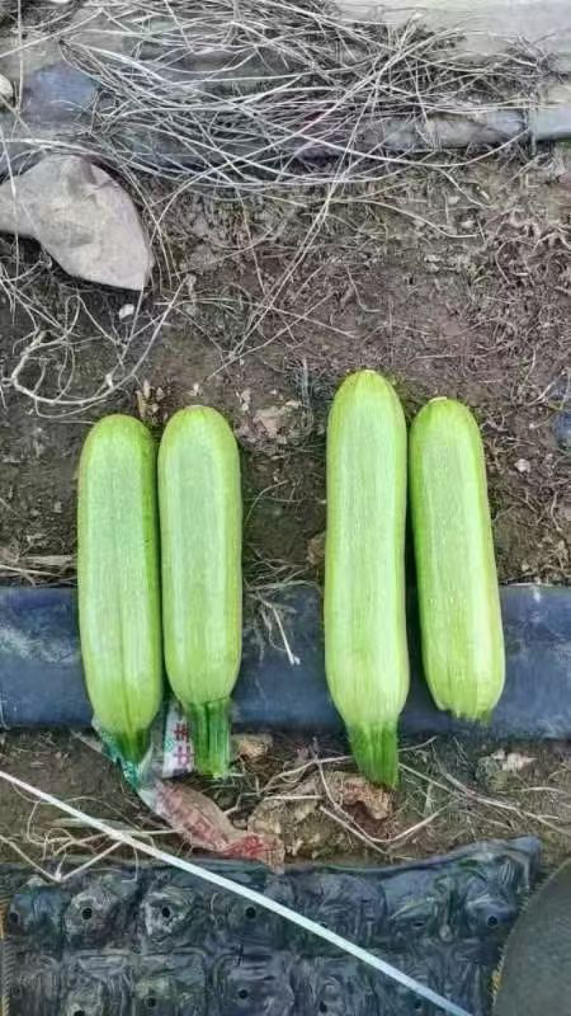 绿皮西葫芦