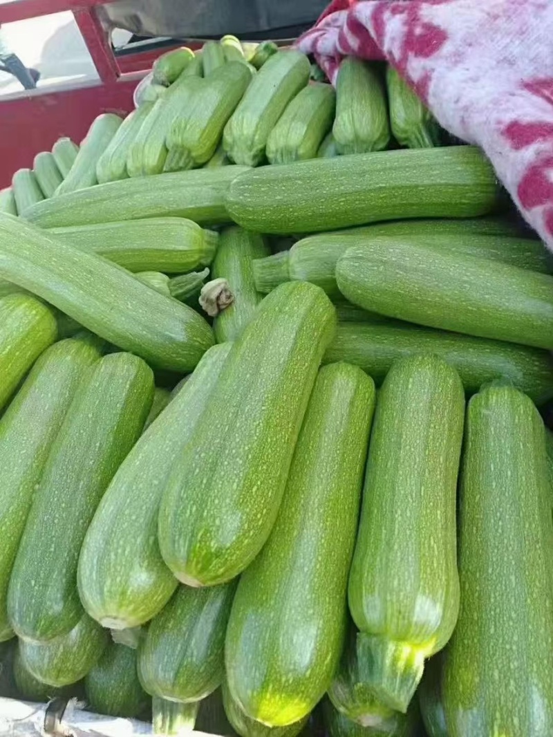 绿皮西葫芦
