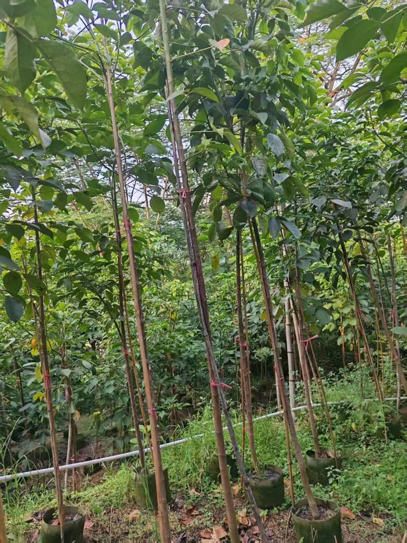 秋枫，原生苗，大量出售